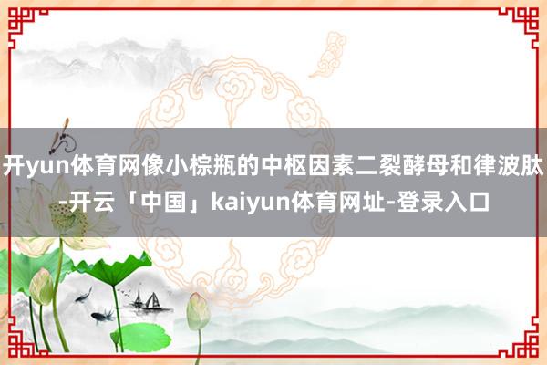开yun体育网像小棕瓶的中枢因素二裂酵母和律波肽-开云「中国」kaiyun体育网址-登录入口